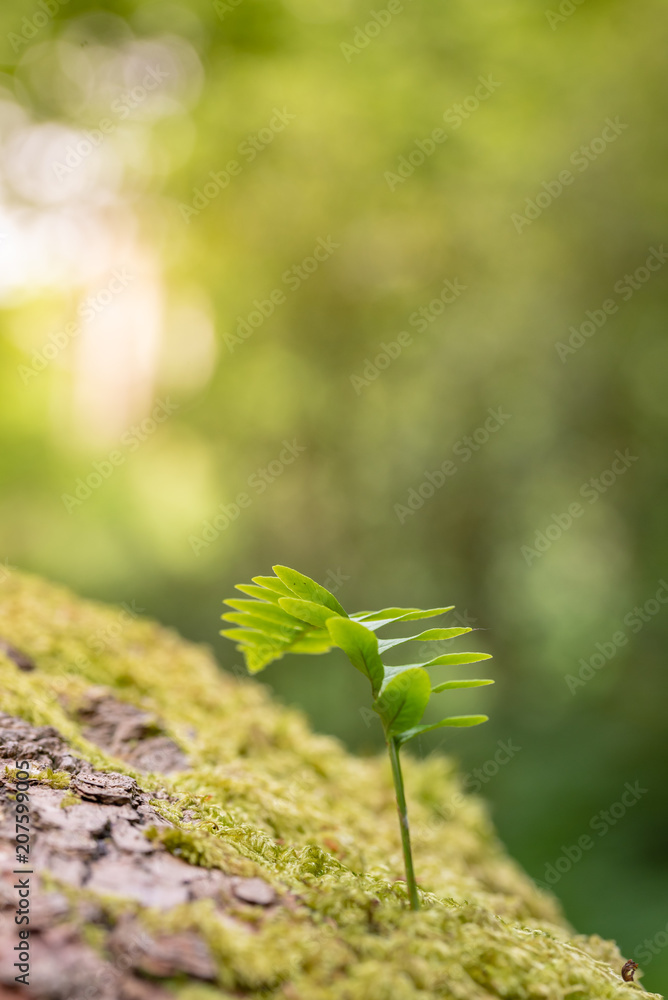 Young shoot growing off ancient oak tree in the forest Young shoot growing off ancient oak tree in the forest