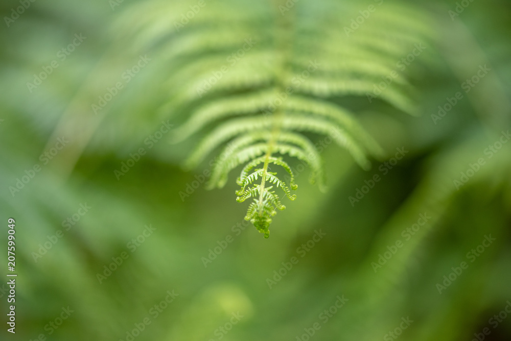 Fresh fern background image