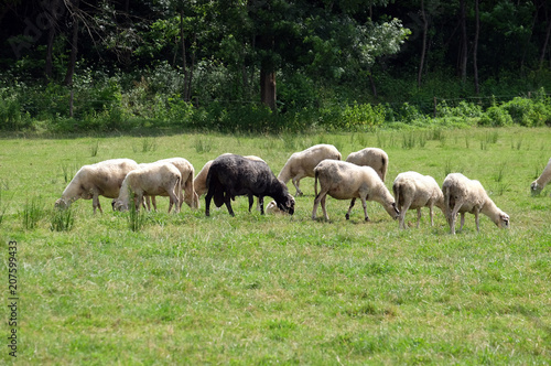 A herd of sheep grazing on sunny meadow in the countryside Plesivica in continental Croatia 