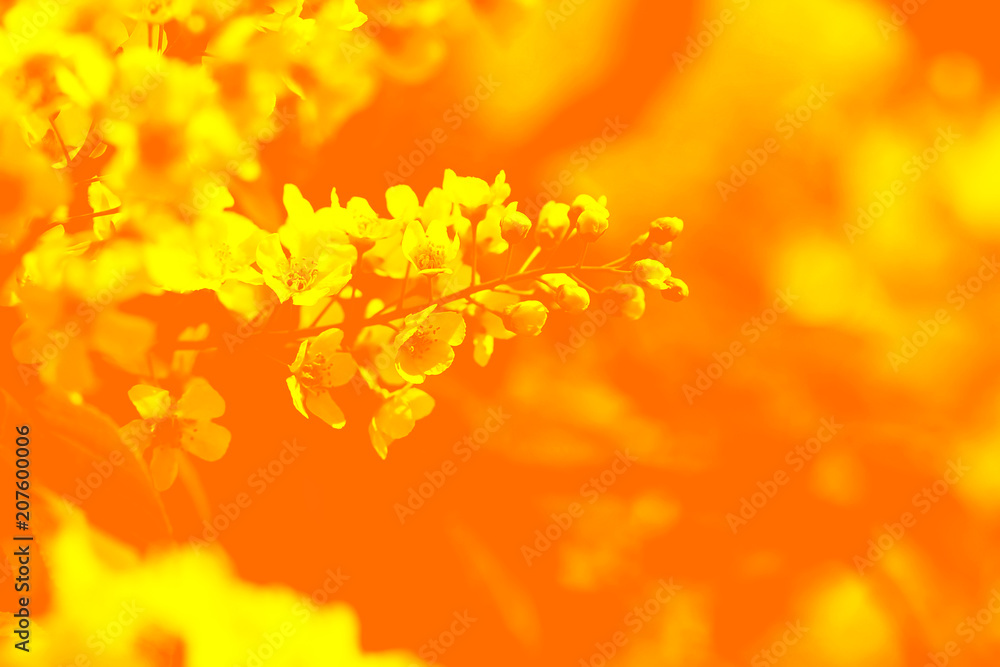 Apple bloom duotone red and blue background. Apple bloom duotone red and blue background.