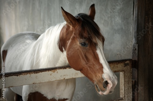 White and brown horse in the stable : Close up