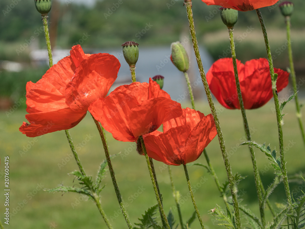 Obraz premium Poppies in the wind