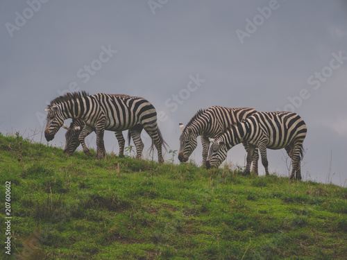 zebras grazing