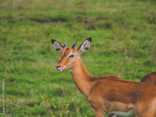 Wallpaper Mural Antelope looking at camera Torontodigital.ca