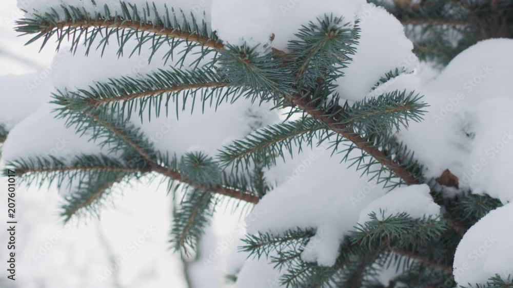 Slow motion handheld shot of blue spruce twigs covered by snow Slow motion handheld shot of blue spruce twigs covered by snow