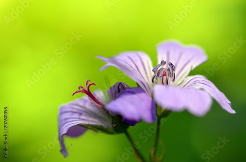 Zartes blasslila Blümchen