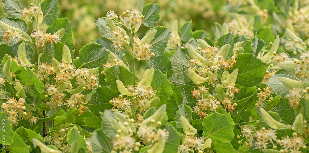 Blühende Sommerlinde, Tilia platyphyllos Blühende Sommerlinde, Tilia platyphyllos