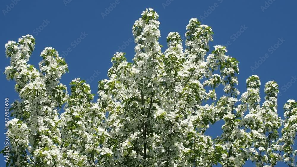 Apple Tree Branches Full Of Blossoming Flowers Apple Tree Branches Full Of Blossoming Flowers