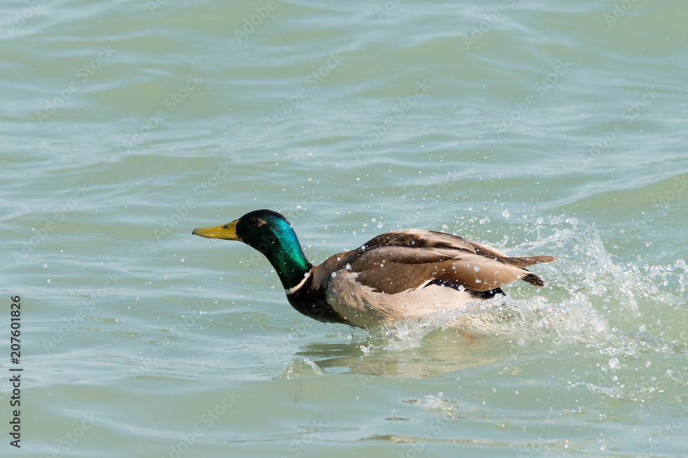 Fototapeta premium beautiful duck at Balaton