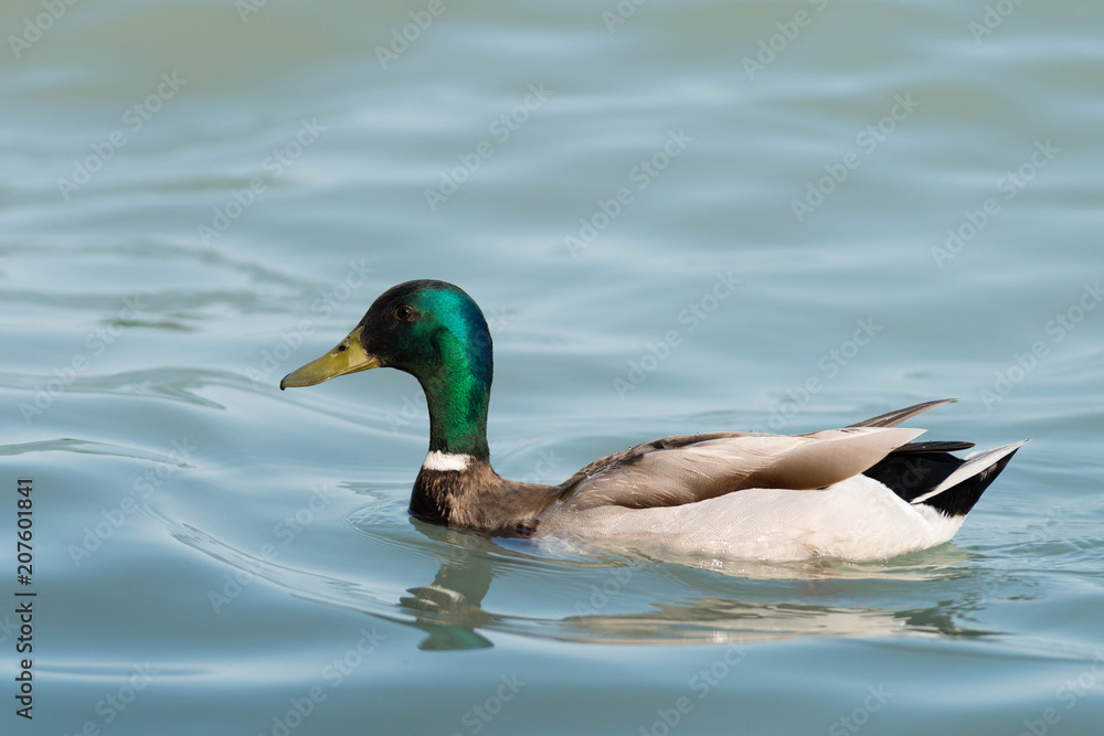 beautiful duck at Balaton beautiful duck at Balaton