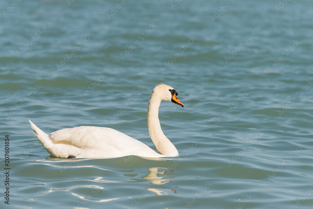 Obraz premium beautiful white swan