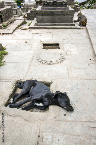 Nepal, Kathmandu - Hund und Affe beim Monkey Tempel