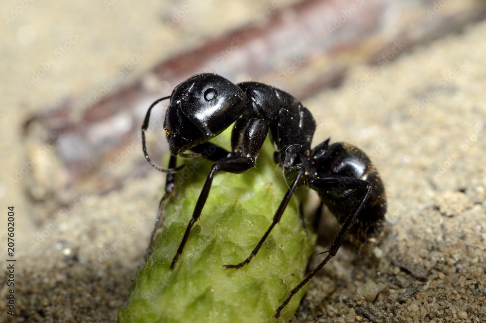 черный муравей- жнец
