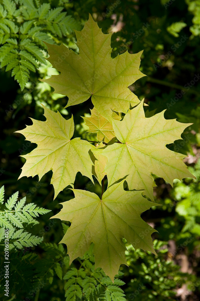 Beautiful green spring leaves of a maple tree. Beautiful green spring leaves of a maple tree.