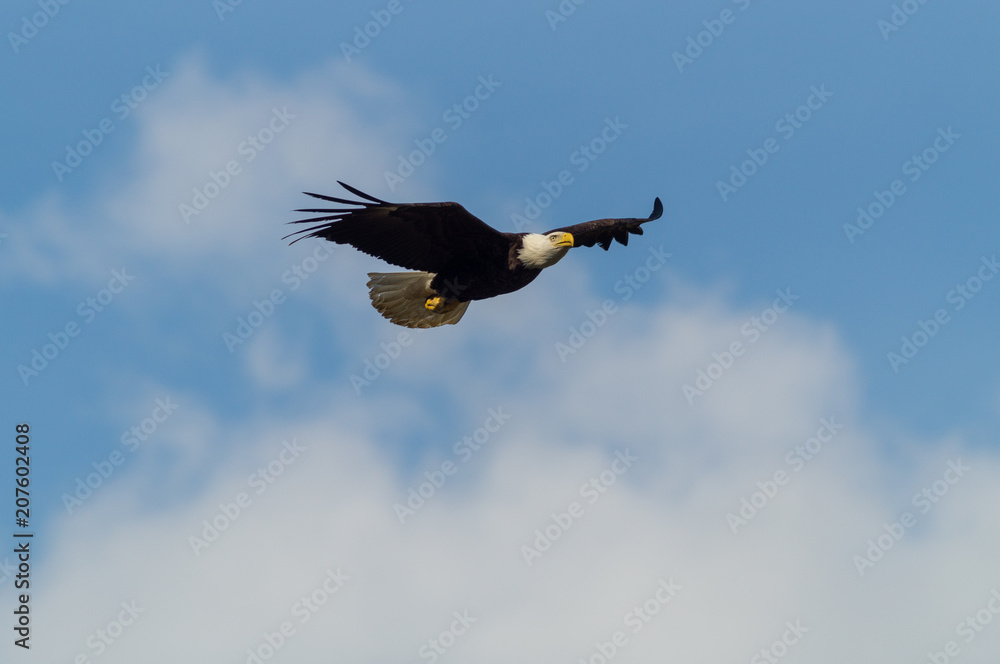 Obraz premium Eagle Soaring