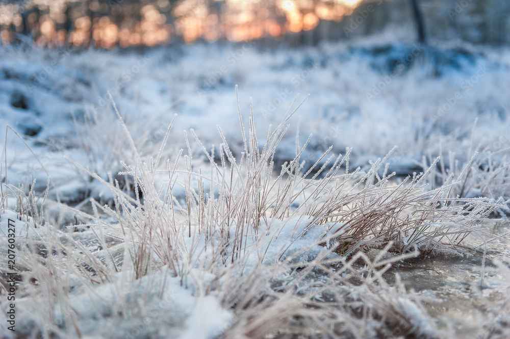 Grass bushes covered with snow frost. Soft selective focus. Delicate vegetation are frosty on the winter sunset. Beautiful winter evening in the fresh air. Close up. Kakerdaja nature trail. Estonia. Grass bushes covered with snow frost. Soft selective focus. Delicate vegetation are frosty on the winter sunset. Beautiful winter evening in the fresh air. Close up. Kakerdaja nature trail. Estonia.