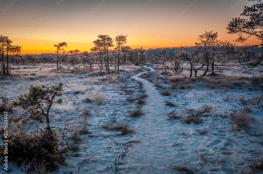 Wooden path through marsh covered with snow. Beautiful winter evening and cold frosty winter sunset. Selective focus. Kakerdaja nature trail. Estonia. Wooden path through marsh covered with snow. Beautiful winter evening and cold frosty winter sunset. Selective focus. Kakerdaja nature trail. Estonia.