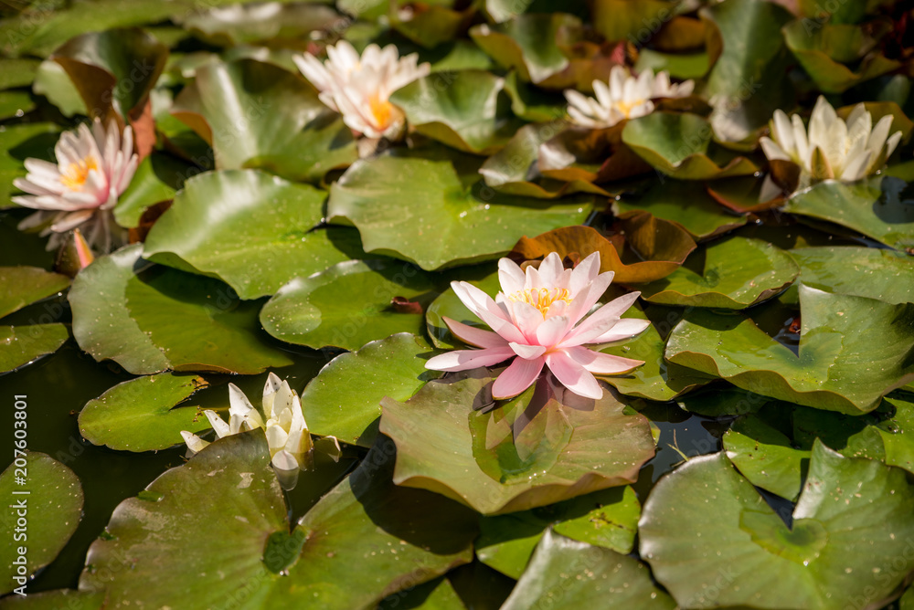 Pink blooming water lily in a natural lake Pink blooming water lily in a natural lake