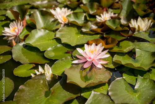 Pink blooming water lily in a natural lake