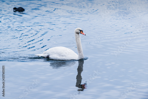 White swan in winter on the beautiful lake Zell am See. Austria