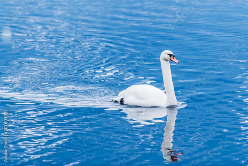 White swan in winter on the beautiful lake Zell am See. Austria