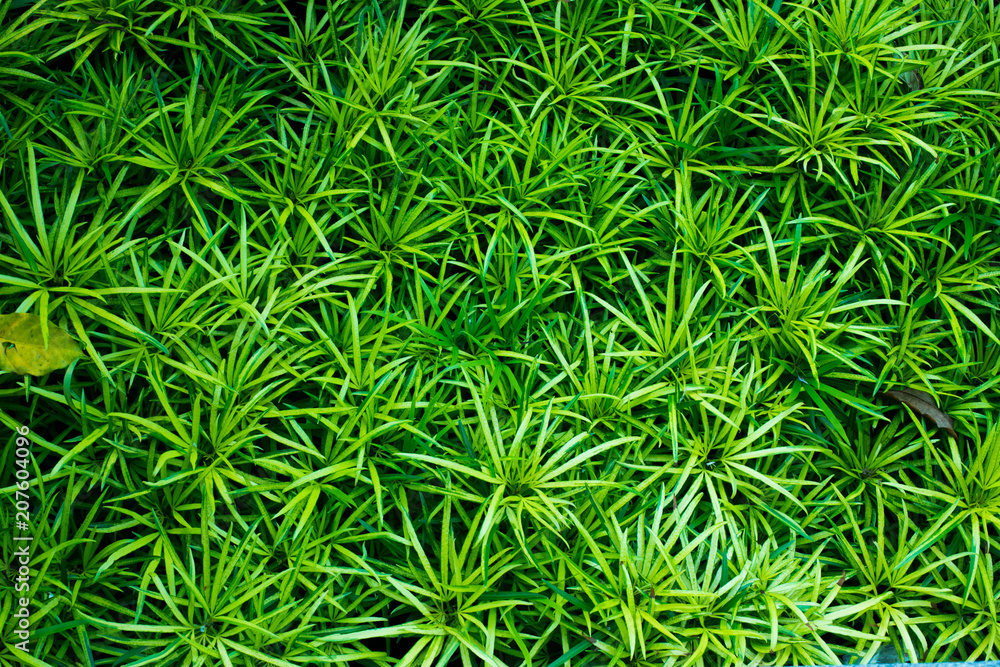 tropical green leaves background texture for design tropical green leaves background texture for design