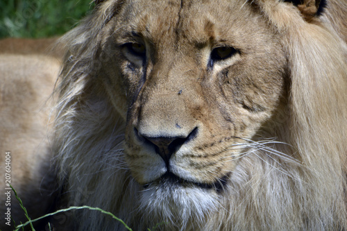 Lion Head © Francis