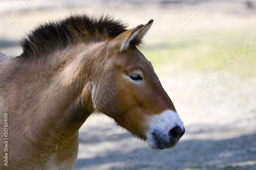 Fototapeta Naklejka Na Ścianę i Meble -  Przewalski Horse