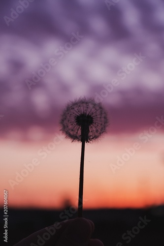 Beautiful dandelion with a stunning colorful background