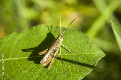 Brown grasshopper on leaf