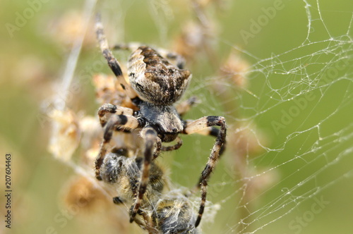 паук со своей добычей