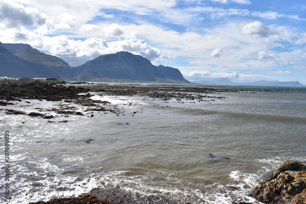 Fototapeta premium Landscape and beach in Betty´s Bay with cute Jackass penguins near Cape Town, South Africa