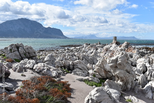 Landscape and beach in Betty´s Bay with cute Jackass penguins near Cape Town, South Africa