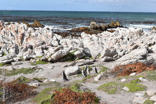 Landscape and beach in Betty´s Bay with cute Jackass penguins near Cape Town, South Africa