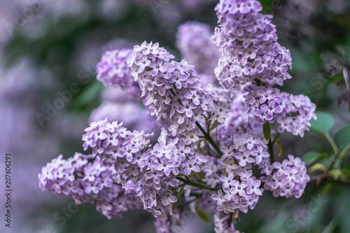 purple lilac branch close - up on blurred background