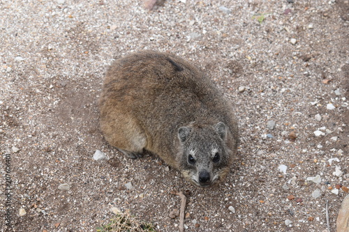 Closeup of a fluffy dassie on the beach in Hermanus in South Africa