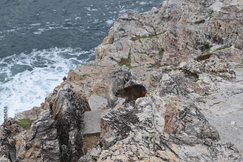 Beautiful beach in Hermanus with two cute dassies sitting on a rock in South Africa