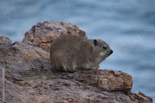 Beautiful beach in Hermanus with a cute dassie sitting on a rock in South Africa