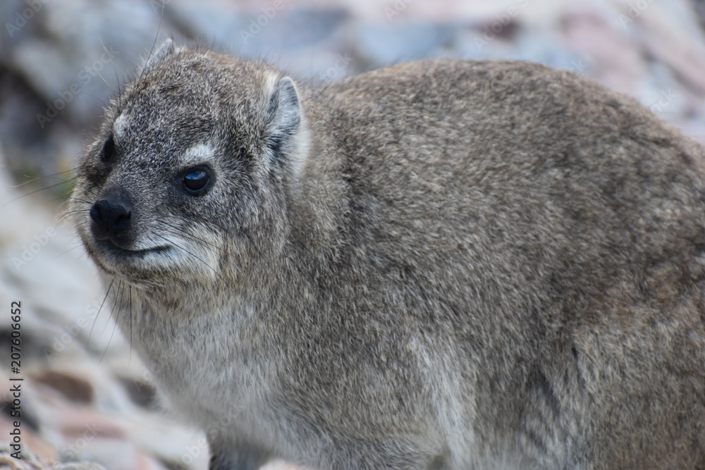 Naklejka premium Closeup of a fluffy dassie on the beach in Hermanus in South Africa