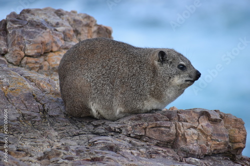 Beautiful beach in Hermanus with a cute dassie sitting on a rock in South Africa