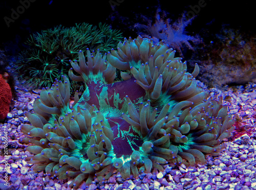 LPS Elegance coral in reef aquarium  Catalaphyllia Jardinei  