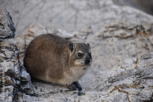 Closeup of a fluffy dassie on the beach in Hermanus in South Africa