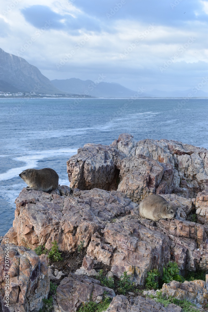 Beautiful beach in Hermanus with a cute dassie sitting on a rock in South Africa