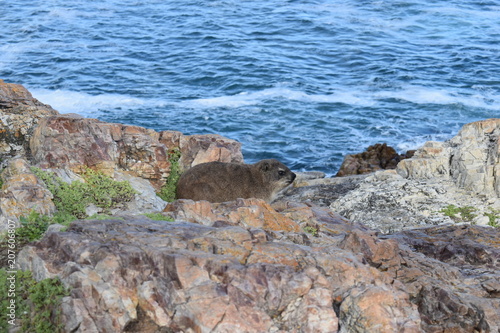 Beautiful beach in Hermanus with a cute dassie sitting on a rock in South Africa