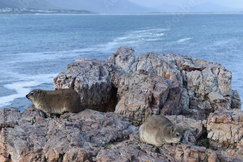 Beautiful beach in Hermanus with a cute dassie sitting on a rock in South Africa