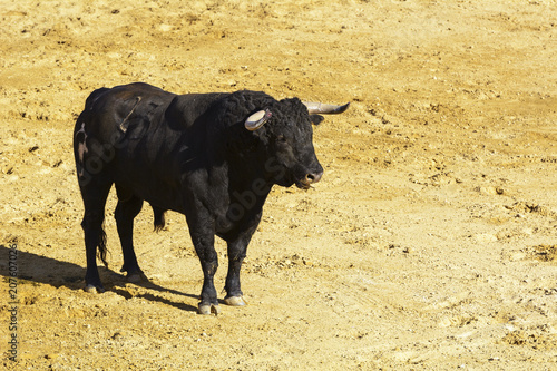 Toro de lidia en la arena de una plaza de toros. España