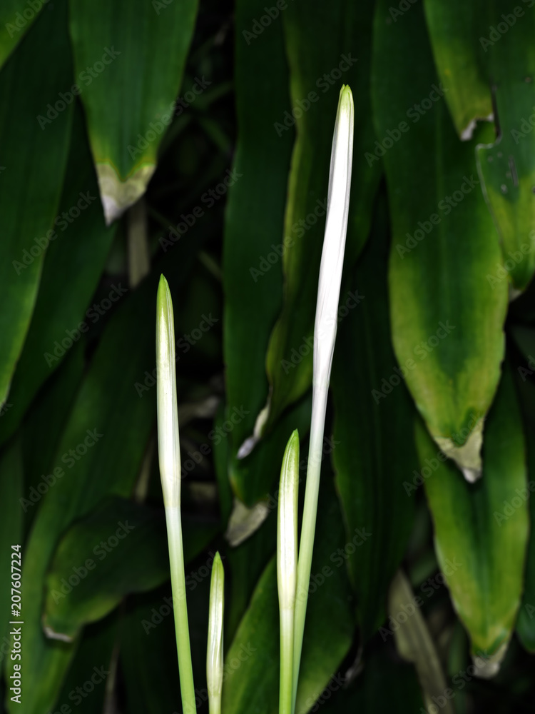 Obraz premium White Buds of Spider Lily Flowers Isolated on Nature Background