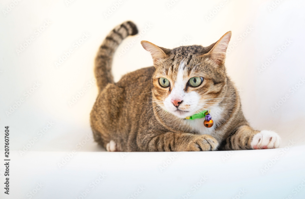 Portrait Beautiful brown cat isolated on a white chair .