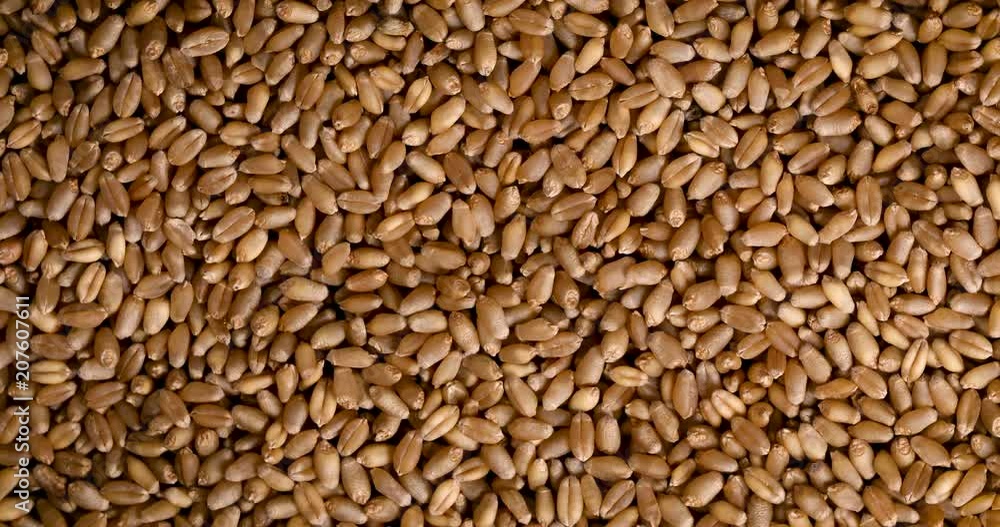 Close up rotation of wheatgrass seeds texture background , healthy food , 4K Dci resolution Close up rotation of wheatgrass seeds texture background , healthy food , 4K Dci resolution