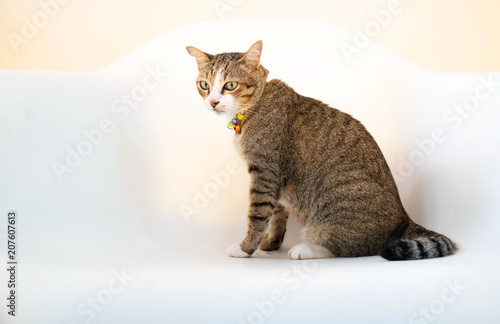 Portrait Beautiful brown cat isolated on a white chair .
